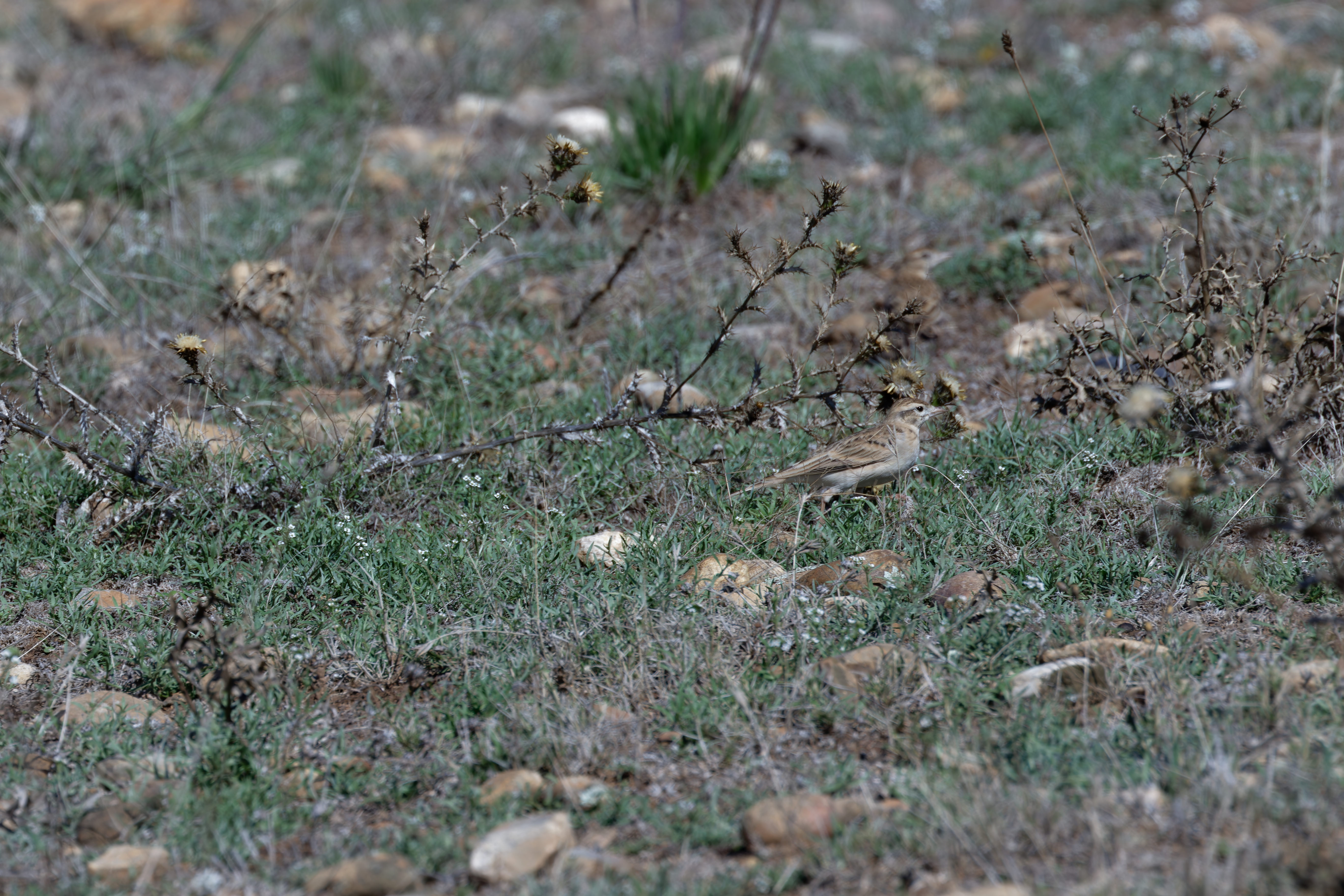 Miniature